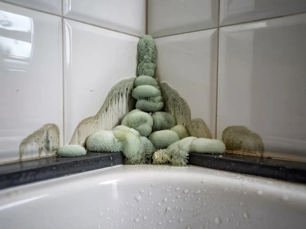 Skuteczne sposoby na zabezpieczenie fug pod prysznicem przed pleśnią